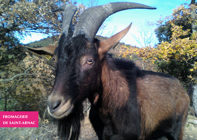 Flyer, recto: un bouc au beau pelage brun